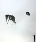 Koeien